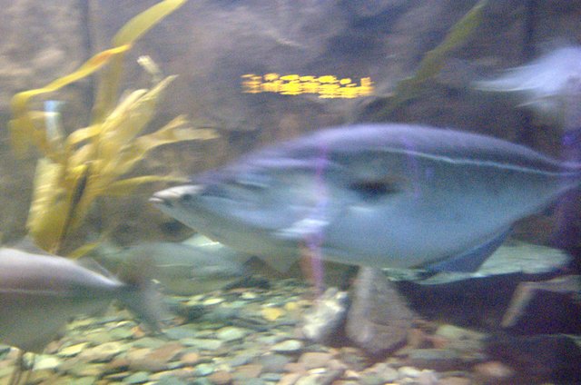 DSC_0037.NEF