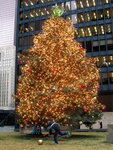 arbre