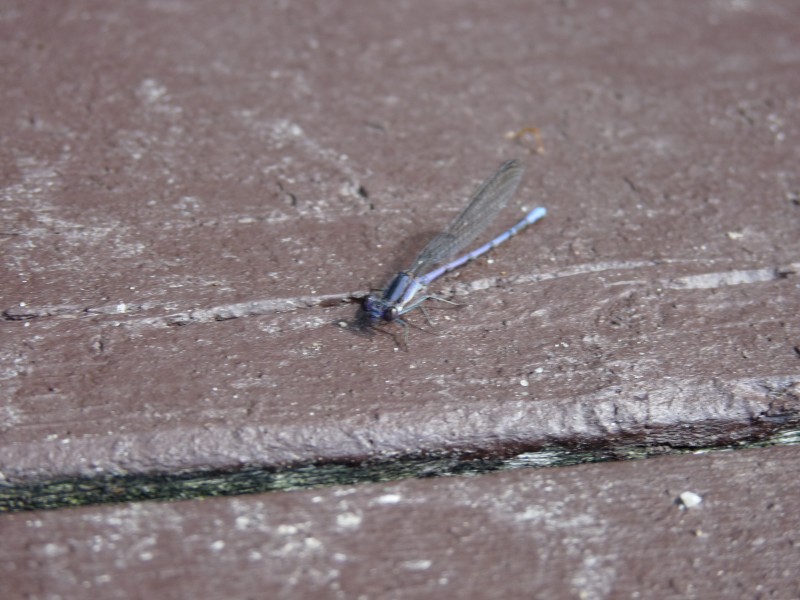 p1000446.jpg