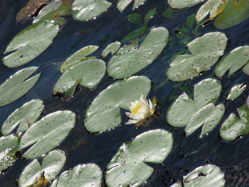 p1000458.jpg